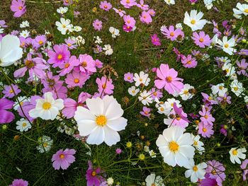 High angle view of white flowering plants on field