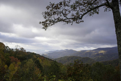 Scenic view of forest against sky