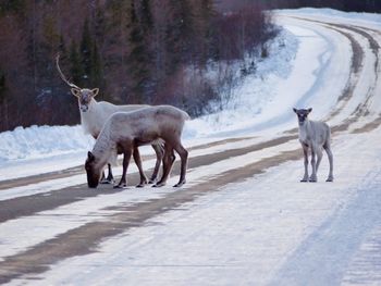 View of reindeer familly on snow covered road