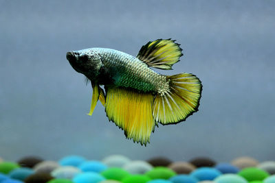 Multi color betta fish hmpk from thailand or siamese fighting fish on isolated grey background