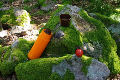 High angle view of moss growing on rock