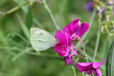 Close up of a cabbage white butterfly on a pink sweet pea flower 