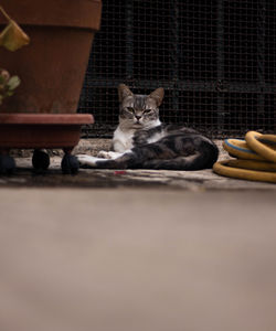 Portrait of cat relaxing on floor