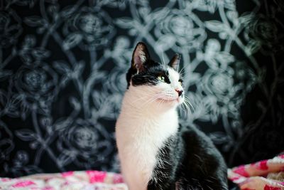 Close-up of a cat looking away