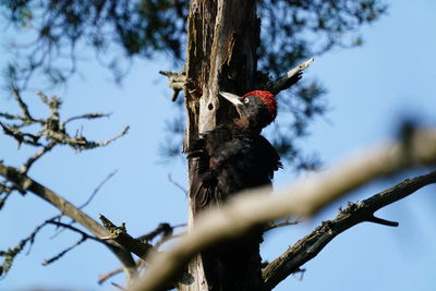 Low angle view of bird perching on tree