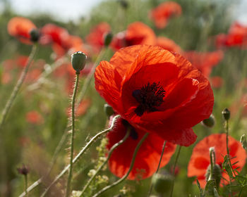 Close-up of red poppy on plant