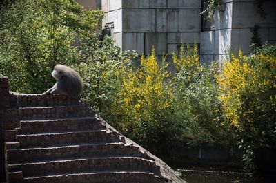 Rear view of man relaxing on yellow staircase by building