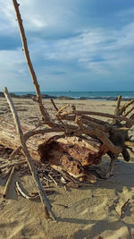 Driftwood on beach against sky