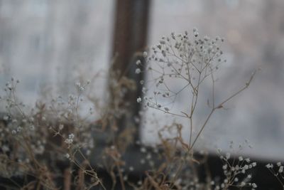 Close-up of dry plant on field during winter