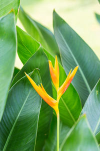 Close-up of orange leaf on plant