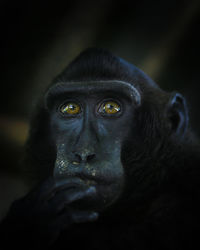 Portrait of black monkey sulawesi looking away