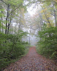 Walkway amidst trees in forest against sky