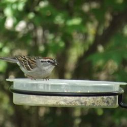 Bird perching on railing
