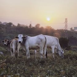Sheep grazing on field