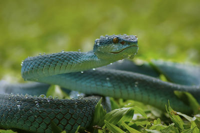 Close-up of wet snake on grass