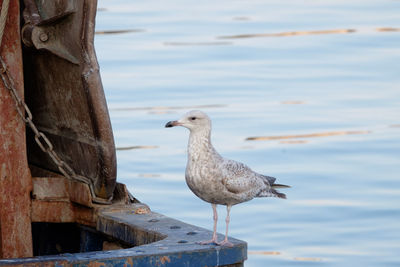 Seagull perching on metal