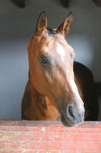 Close-up portrait of a horse