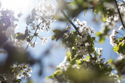 Close-up of flower tree