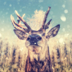 Portrait of deer