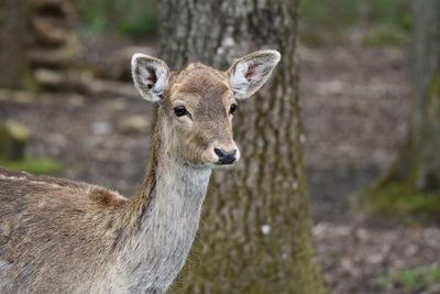 Portrait of deer standing on field