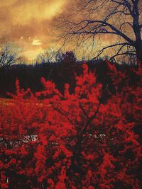 Silhouette of trees against sky at sunset