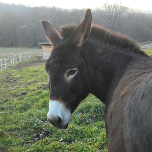 domestic animals