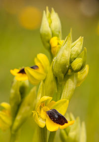 Close-up of yellow flowering plant