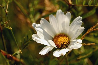 Close-up of white flower