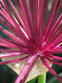 Close-up of pink flower blooming outdoors