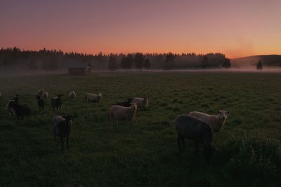 Horses grazing in field during sunset