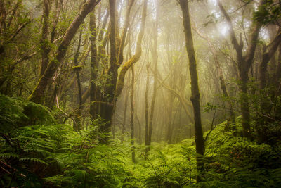 Sunlight streaming through trees in forest