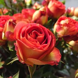 Close-up of rose blooming outdoors