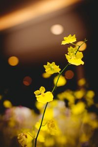 Close-up of yellow flowers at night