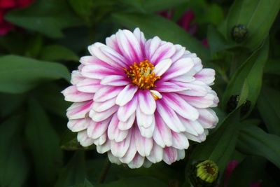 Close-up of pink flower