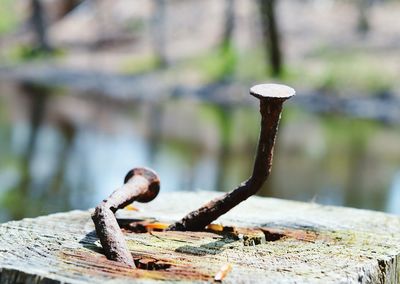 Close-up of log on wood