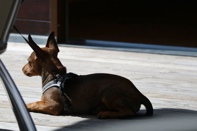 Dog looking at camera