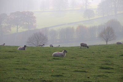 Sheep grazing in a field