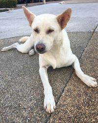 High angle portrait of dog lying on street