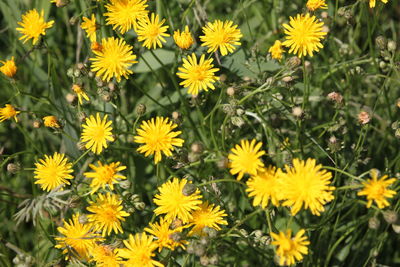 High angle view of yellow flowering plants