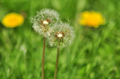 Close-up of dandelion blooming in field