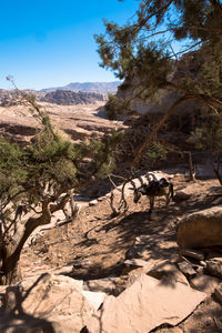 View of a horse on the ground