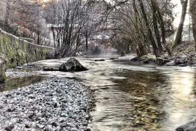 Stream flowing amidst trees in forest during winter