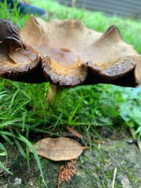 Close-up of mushroom growing on field