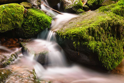 Close-up of waterfall along trees