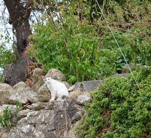 Cat on tree trunk