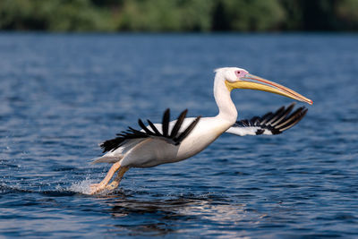 Bird flying over lake