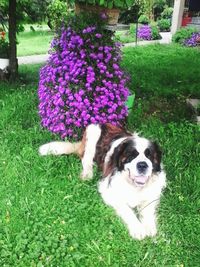 Portrait of dog on purple flowers