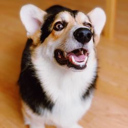 Close-up portrait of a dog