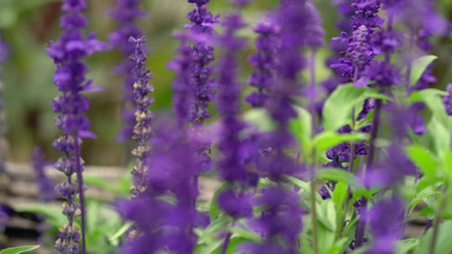 Close-up of purple lavender flowers