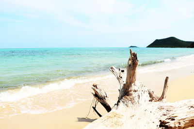 Driftwood on beach against sky